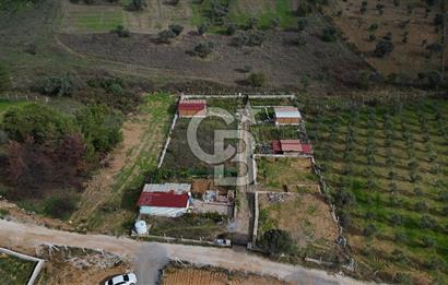 İZMİR MENDERES'TE SATILIK KÖK HİSSELİ ZEYTİNLİK