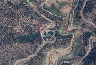 Bayındır Çenikler'de Fırsat Zeytinlik - 1 - 319229