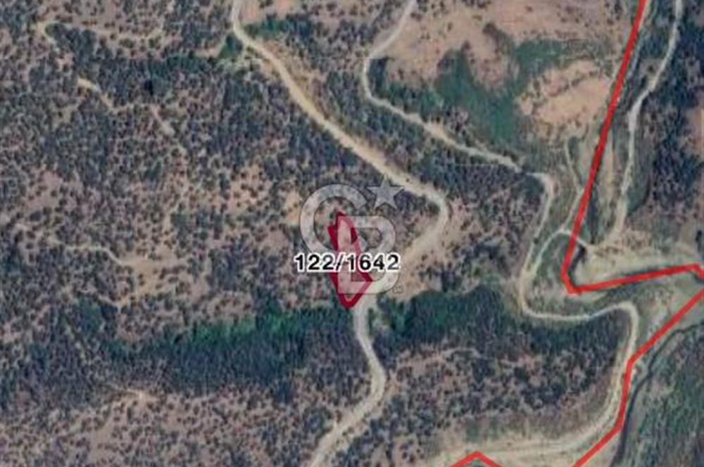 Bayındır Çenikler'de Fırsat Zeytinlik