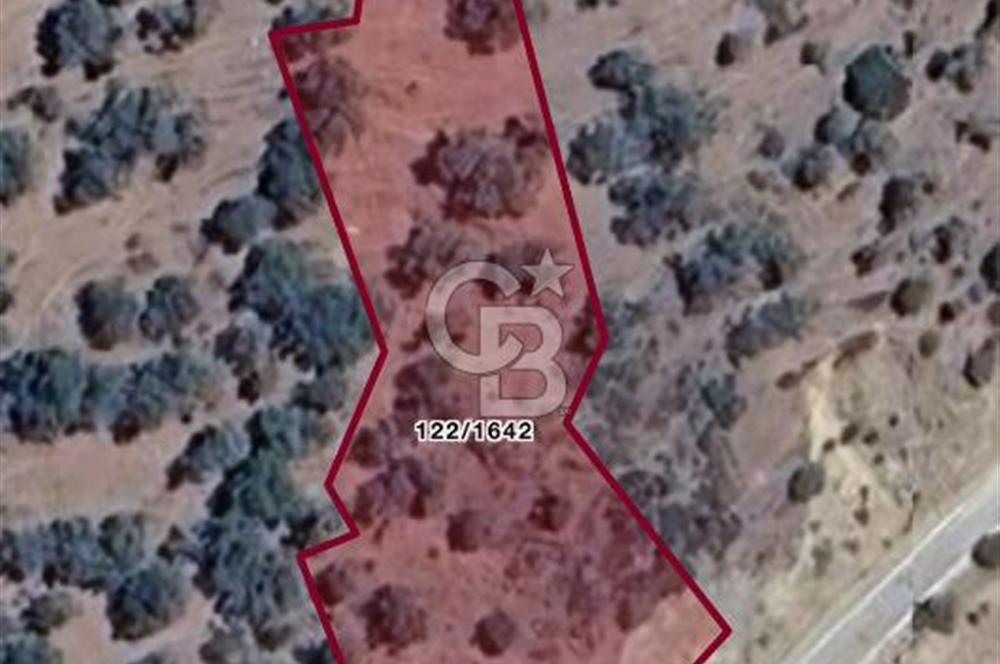 Bayındır Çenikler'de Fırsat Zeytinlik