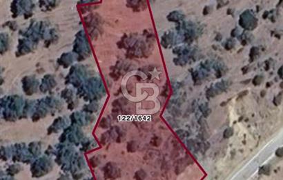 Bayındır Çenikler'de Fırsat Zeytinlik