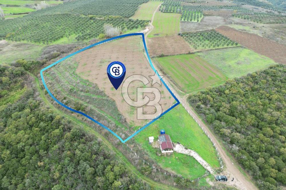 KARACABEY AKÇASUSURLUK SATILIK CEVİZ BAHÇESİ 