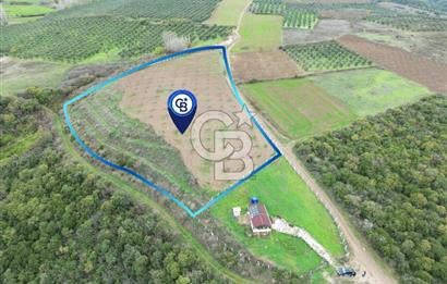 KARACABEY AKÇASUSURLUK SATILIK CEVİZ BAHÇESİ 