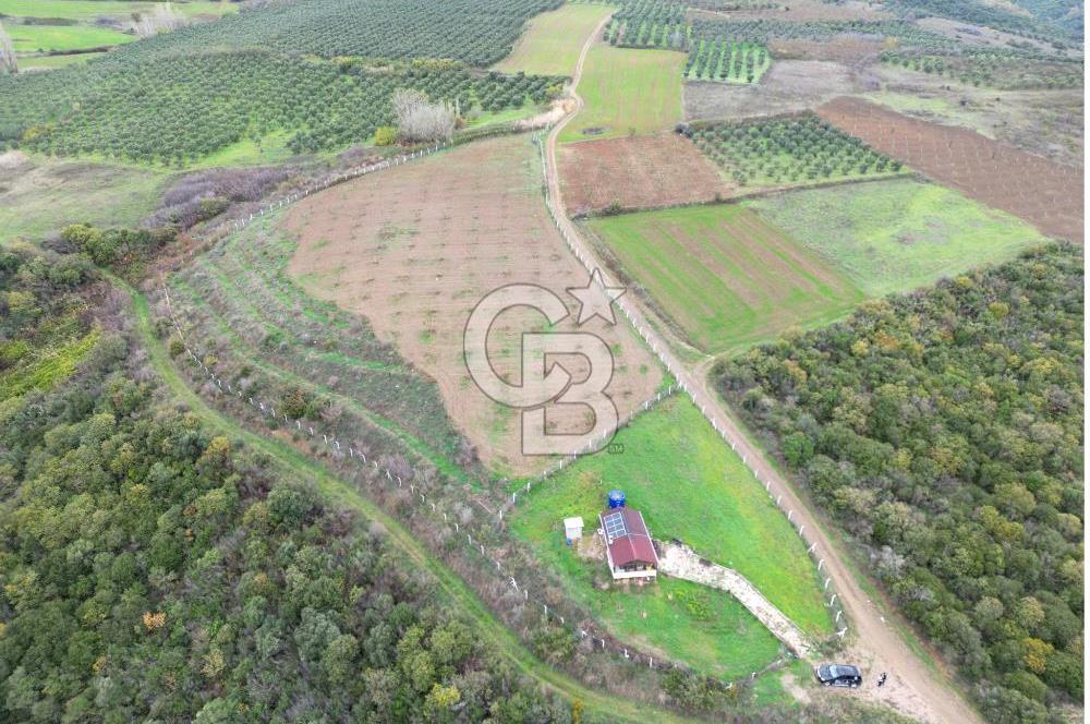 KARACABEY AKÇASUSURLUK SATILIK CEVİZ BAHÇESİ 