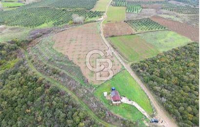 KARACABEY AKÇASUSURLUK SATILIK CEVİZ BAHÇESİ 