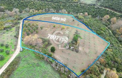 KARACABEY AKÇASUSURLUK SATILIK TARLA