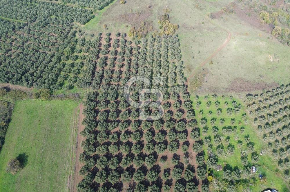 MUDANYA YALIÇİFTLİKTE 2121 M2 ZEYTİNLİK