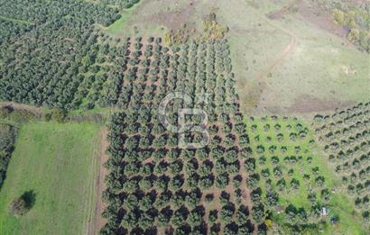 MUDANYA YALIÇİFTLİKTE 2121 M2 ZEYTİNLİK