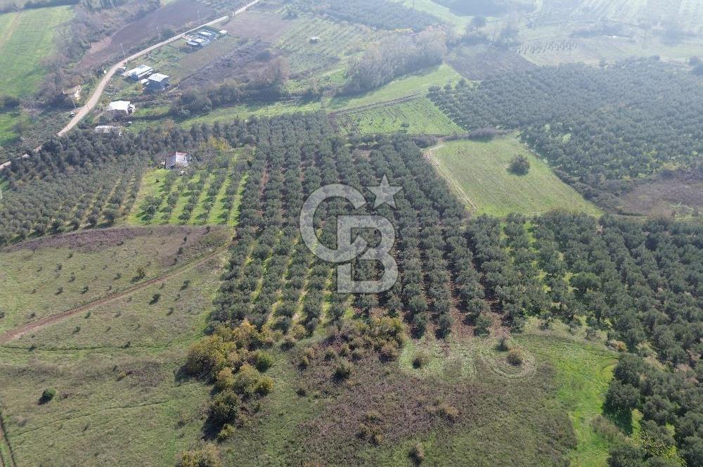 MUDANYA YALIÇİFTLİKTE 2121 M2 ZEYTİNLİK