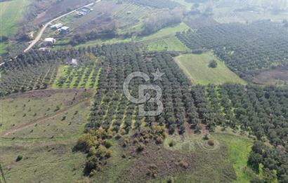 MUDANYA YALIÇİFTLİKTE 2121 M2 ZEYTİNLİK