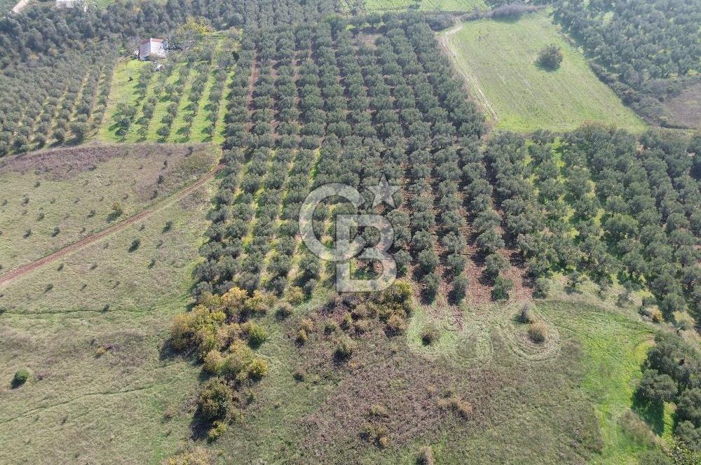 MUDANYA YALIÇİFTLİKTE 2121 M2 ZEYTİNLİK