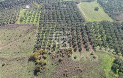 MUDANYA YALIÇİFTLİKTE 2121 M2 ZEYTİNLİK