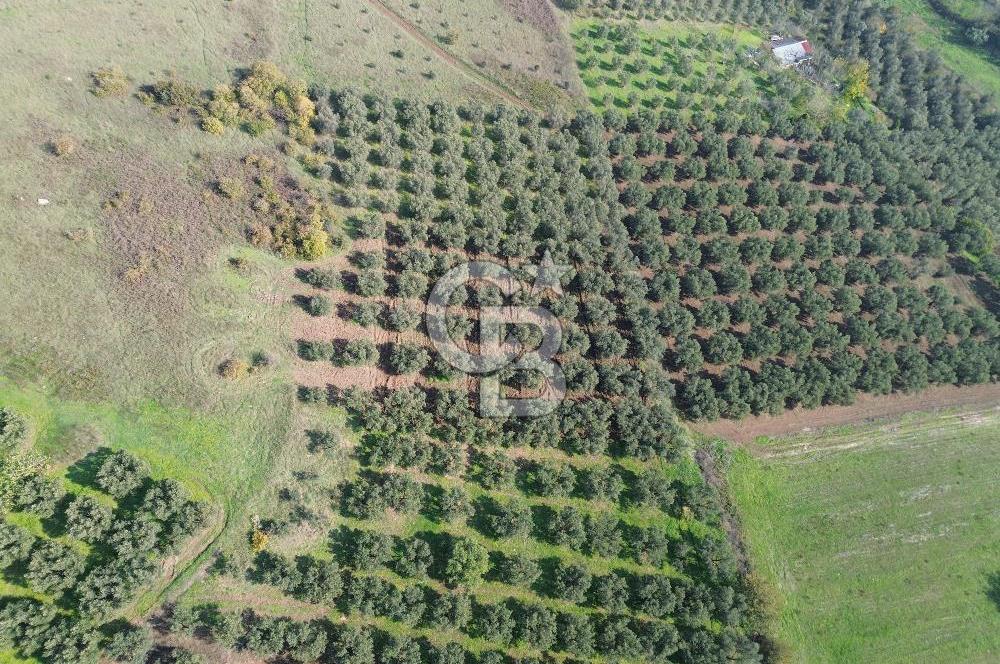 MUDANYA YALIÇİFTLİKTE 2121 M2 ZEYTİNLİK