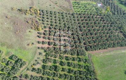 MUDANYA YALIÇİFTLİKTE 2121 M2 ZEYTİNLİK