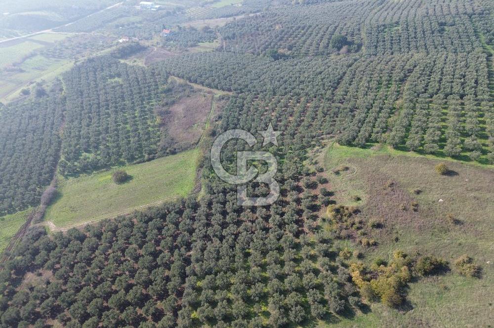 MUDANYA YALIÇİFTLİKTE 2121 M2 ZEYTİNLİK