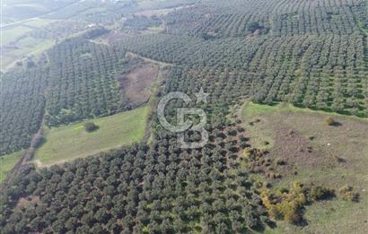 MUDANYA YALIÇİFTLİKTE 2121 M2 ZEYTİNLİK