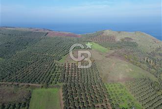 MUDANYA YALIÇİFTLİKTE 2121 M2 ZEYTİNLİK - 4 - 319263