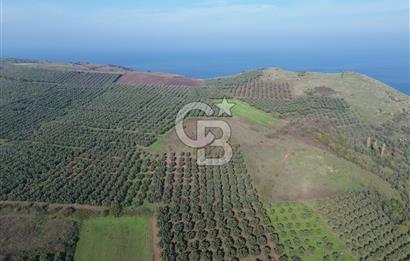MUDANYA YALIÇİFTLİKTE 2121 M2 ZEYTİNLİK