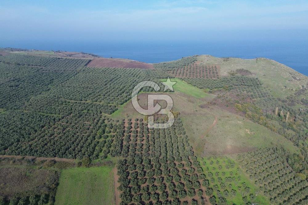 MUDANYA YALIÇİFTLİKTE 2121 M2 ZEYTİNLİK