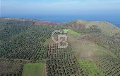 MUDANYA YALIÇİFTLİKTE 2121 M2 ZEYTİNLİK