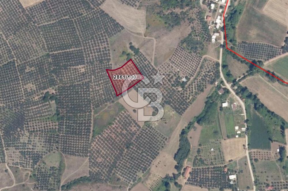 MUDANYA YALIÇİFTLİKTE 2121 M2 ZEYTİNLİK