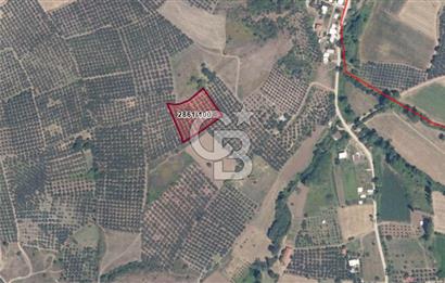 MUDANYA YALIÇİFTLİKTE 2121 M2 ZEYTİNLİK