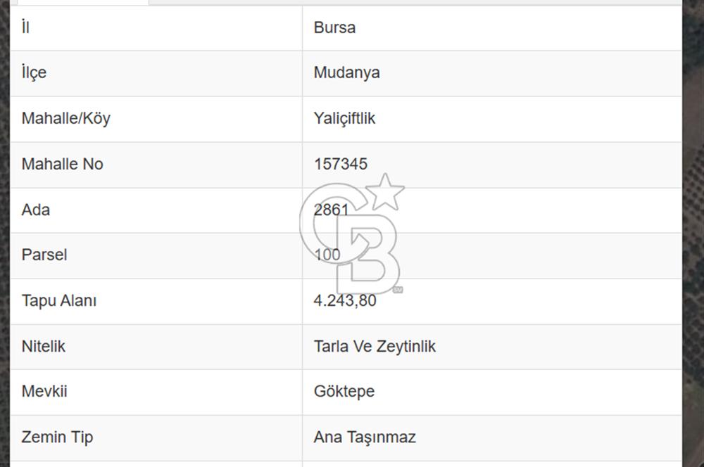 MUDANYA YALIÇİFTLİKTE 2121 M2 ZEYTİNLİK