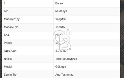 MUDANYA YALIÇİFTLİKTE 2121 M2 ZEYTİNLİK