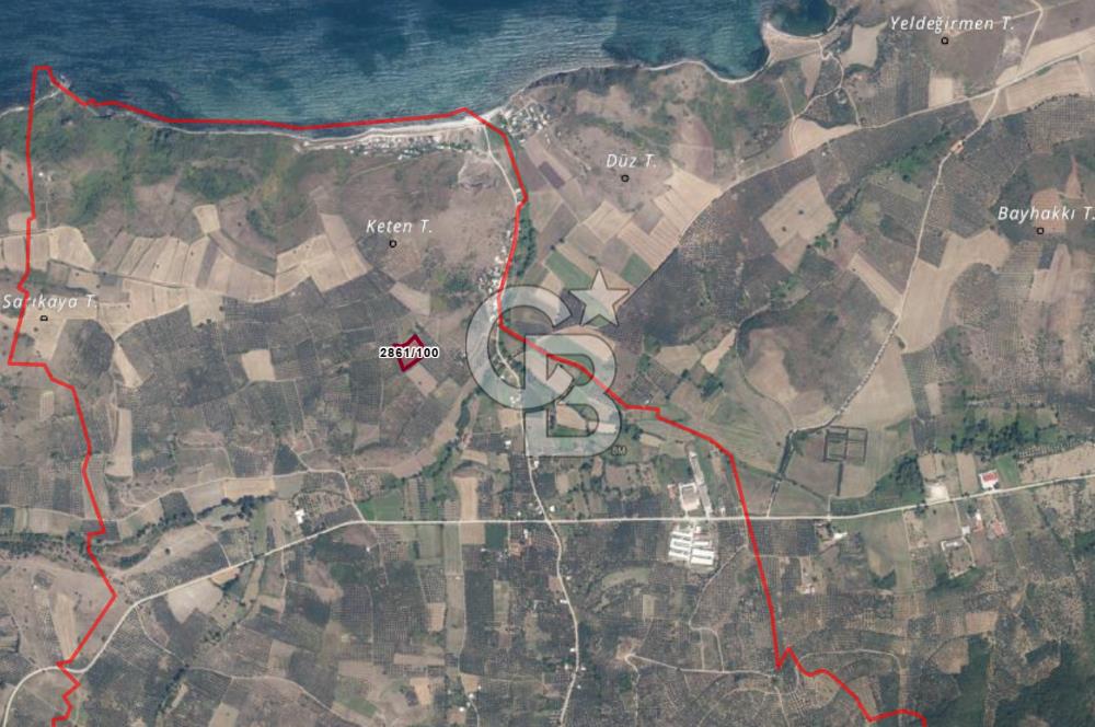 MUDANYA YALIÇİFTLİKTE 2121 M2 ZEYTİNLİK