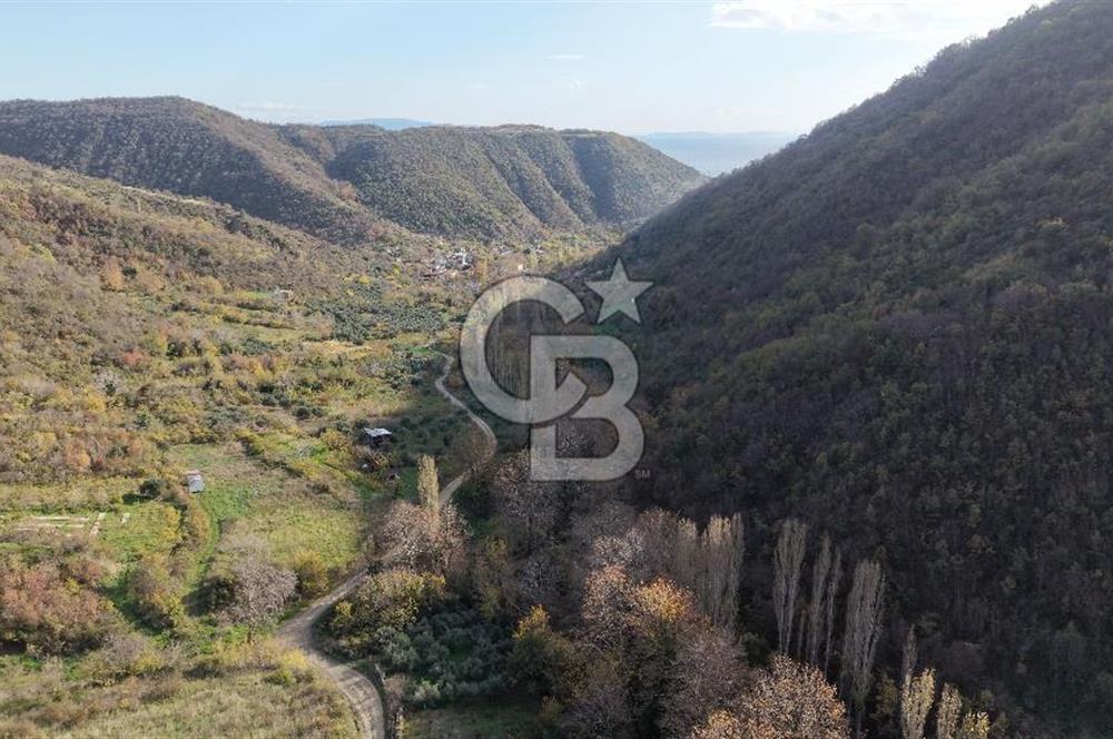 Tekirdağ Uçmakderede 3 Adet Dubleks Bağ Evi-Doğa İçinde Fırsat!