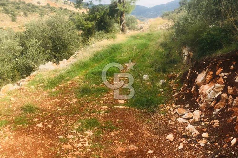 CB GİZ'DEN KAŞ YEŞİLKÖY'DE SATILIK DENİZ MANZARALI 2B ZEYTİNLİK