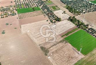 MUĞLA MİLAS BAHÇEYENİ HAVALİMANI YAKINI BÜYÜK PARÇA TARLA - 2 - 319339