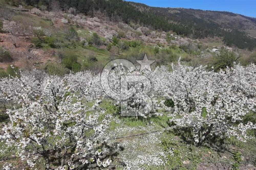 BAYINDIR BALCILAR'DA SATILIK KİRAZ BAHÇESİ