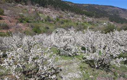 BAYINDIR BALCILAR'DA SATILIK KİRAZ BAHÇESİ