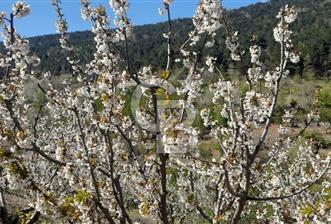 BAYINDIR BALCILAR'DA SATILIK KİRAZ BAHÇESİ - 2 - 319410