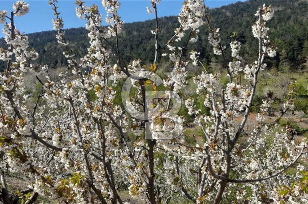 BAYINDIR BALCILAR'DA SATILIK KİRAZ BAHÇESİ