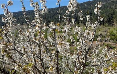 BAYINDIR BALCILAR'DA SATILIK KİRAZ BAHÇESİ