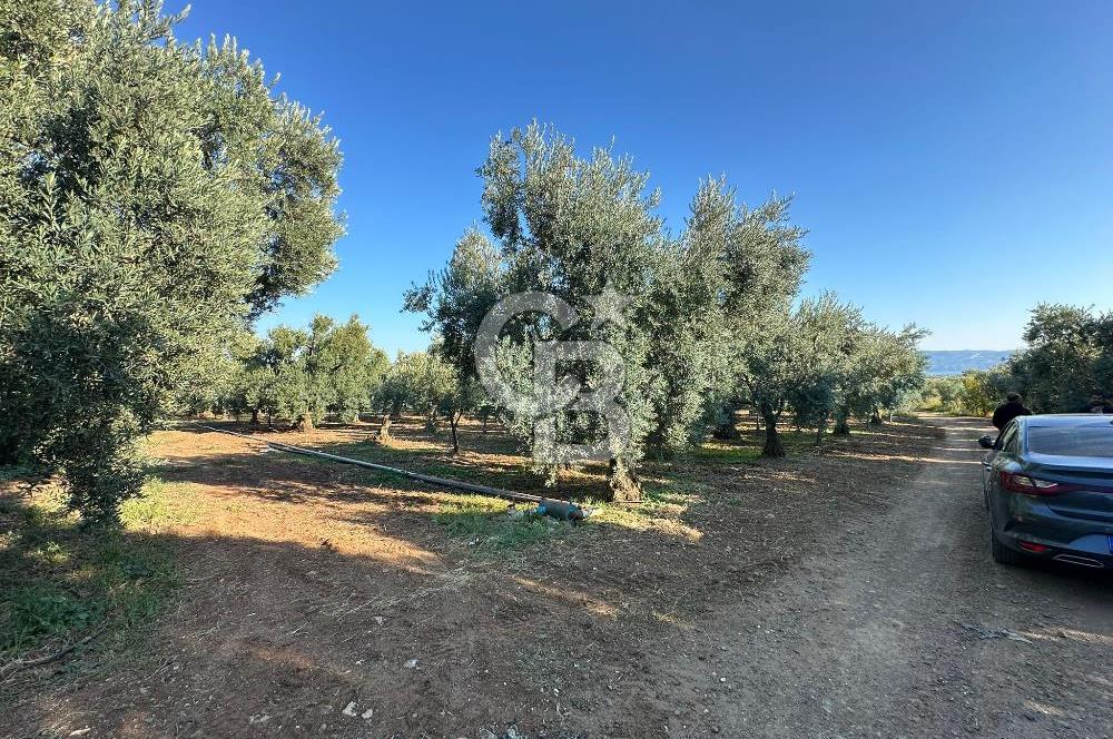 İZNİK DERBENT' TE SATILIK ZEYTİNLİK