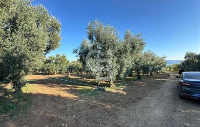 İZNİK DERBENT' TE SATILIK ZEYTİNLİK