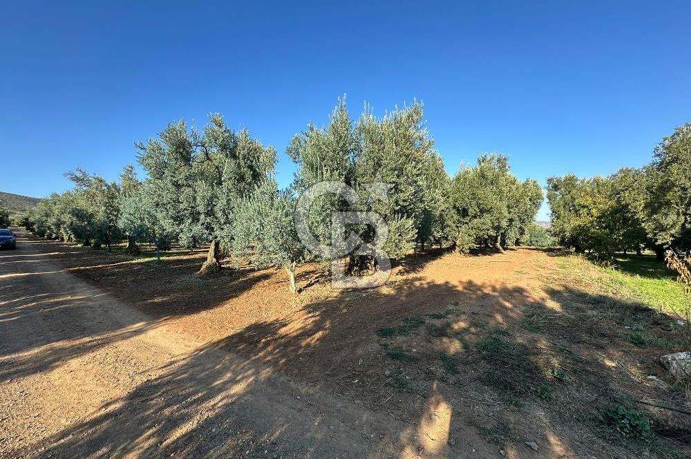 İZNİK DERBENT' TE SATILIK ZEYTİNLİK