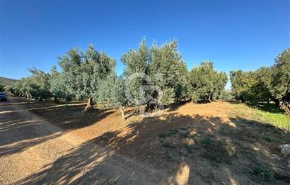 İZNİK DERBENT' TE SATILIK ZEYTİNLİK