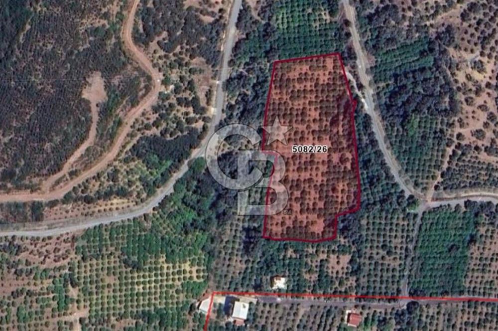 Seferihisar Payamlı'da Yatırımlık Arazi