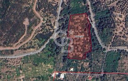 Seferihisar Payamlı'da Yatırımlık Arazi