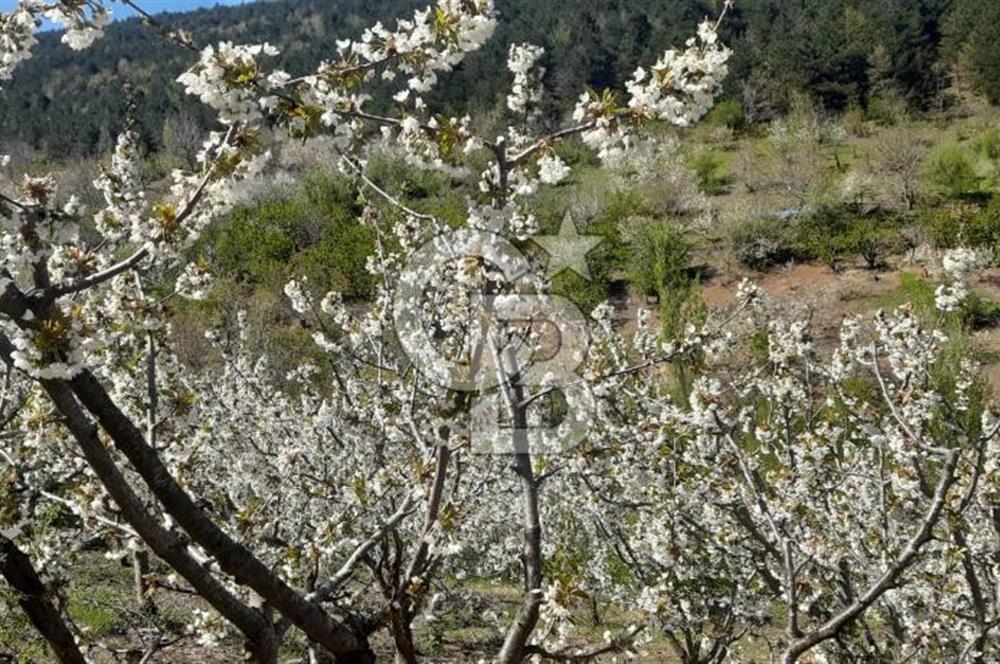 BAYINDIR BALCILAR'DA SATILIK KİRAZLIK (90ADET KİRAZ AĞAÇLI)