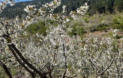 BAYINDIR BALCILAR'DA SATILIK KİRAZLIK (90ADET KİRAZ AĞAÇLI)