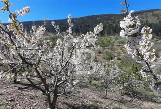 BAYINDIR BALCILAR'DA SATILIK KİRAZLIK (90ADET KİRAZ AĞAÇLI) - 1 - 319475