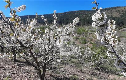 BAYINDIR BALCILAR'DA SATILIK KİRAZLIK (90ADET KİRAZ AĞAÇLI)