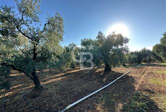 İZNİK DERBENT' TE SATILIK ZEYTİNLİK - 9 - 319440