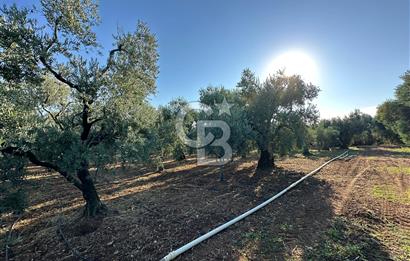 İZNİK DERBENT' TE SATILIK ZEYTİNLİK