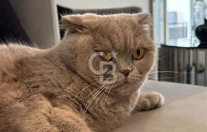 Bodrum Cevat Şakirde Anayol Üzeri Devren Güzellik Merkezi